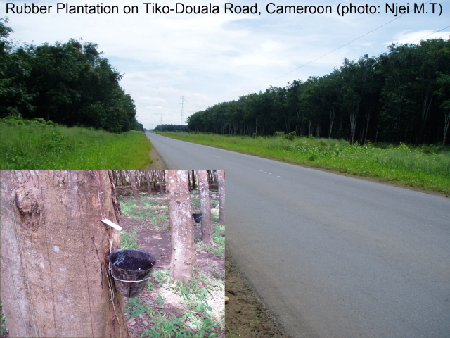 Cameroon: Rubber plantation (photo:Njei M.T)